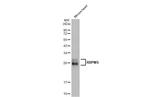 RBPMS Antibody in Western Blot (WB)