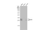 RBPMS Antibody in Western Blot (WB)