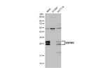 RBPMS Antibody in Western Blot (WB)