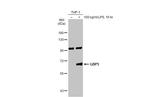 GBP5 Antibody in Western Blot (WB)