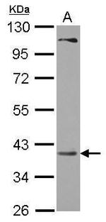 PRPSAP2 Antibody in Western Blot (WB)