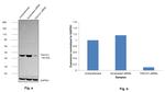 TSG101 Antibody