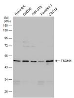 TSG101 Antibody in Western Blot (WB)