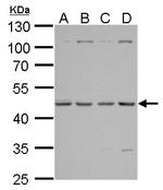 TSG101 Antibody in Western Blot (WB)