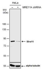 MRE11 Antibody