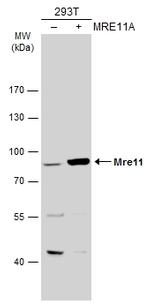 MRE11 Antibody in Western Blot (WB)