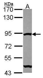 MRE11 Antibody in Western Blot (WB)