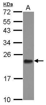 MRPL11 Antibody in Western Blot (WB)