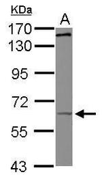 KIF19 Antibody in Western Blot (WB)