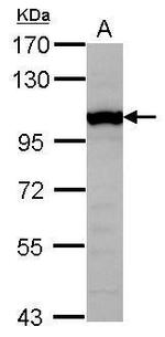 GTF3C4 Antibody in Western Blot (WB)