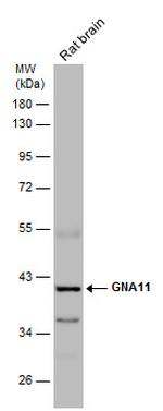 GNA11 Antibody in Western Blot (WB)