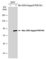 PDE10A Antibody in Western Blot (WB)