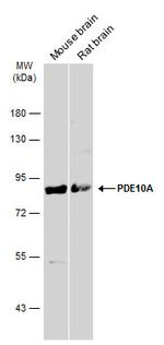 PDE10A Antibody in Western Blot (WB)