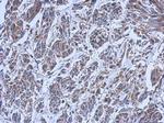 RIPX Antibody in Immunohistochemistry (Paraffin) (IHC (P))