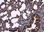 RIPX Antibody in Immunohistochemistry (Paraffin) (IHC (P))