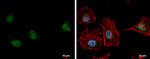 LSM11 Antibody in Immunocytochemistry (ICC/IF)