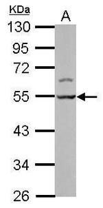 LSM11 Antibody in Western Blot (WB)