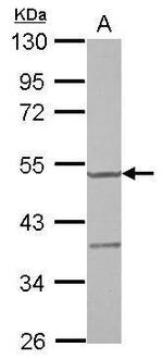 YARS2 Antibody in Western Blot (WB)