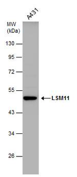 LSM11 Antibody in Western Blot (WB)