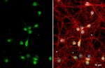 RAB11B Antibody in Immunocytochemistry (ICC/IF)