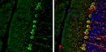 RAB11B Antibody in Immunohistochemistry (Frozen) (IHC (F))