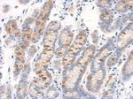 RAB11B Antibody in Immunohistochemistry (Paraffin) (IHC (P))