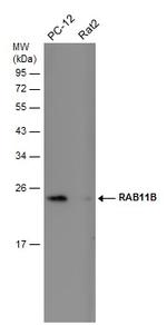 RAB11B Antibody in Western Blot (WB)