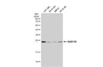 RAB11B Antibody in Western Blot (WB)