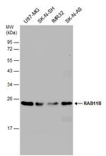 RAB11B Antibody in Western Blot (WB)