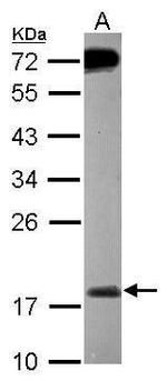 MSRB2 Antibody in Western Blot (WB)