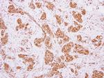 MOCS3 Antibody in Immunohistochemistry (Paraffin) (IHC (P))