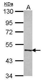 MOCS3 Antibody in Western Blot (WB)