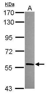 HECA Antibody in Western Blot (WB)