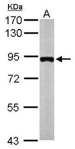 MTMR12 Antibody in Western Blot (WB)