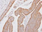 SMOC1 Antibody in Immunohistochemistry (Paraffin) (IHC (P))