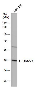 SMOC1 Antibody in Western Blot (WB)