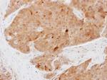 ATPAF1 Antibody in Immunohistochemistry (Paraffin) (IHC (P))