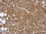 TRIM8 Antibody in Immunohistochemistry (Paraffin) (IHC (P))