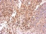 PIWIL4 Antibody in Immunohistochemistry (Paraffin) (IHC (P))