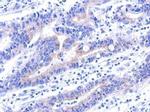 VPS33A Antibody in Immunohistochemistry (Paraffin) (IHC (P))