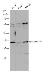 VPS33A Antibody in Western Blot (WB)