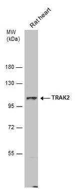 TRAK2 Antibody in Western Blot (WB)