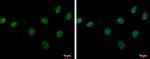 PASD1 Antibody in Immunocytochemistry (ICC/IF)