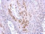 TRIM4 Antibody in Immunohistochemistry (Paraffin) (IHC (P))