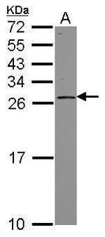 GINS3 Antibody in Western Blot (WB)