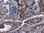 CHST4 Antibody in Immunohistochemistry (Paraffin) (IHC (P))