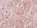 MGAT4A Antibody in Immunohistochemistry (Paraffin) (IHC (P))