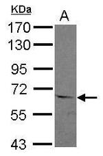 ASC1 Antibody in Western Blot (WB)