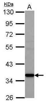 AMD1 Antibody in Western Blot (WB)