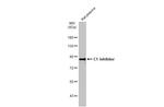 C1 inhibitor Antibody in Western Blot (WB)